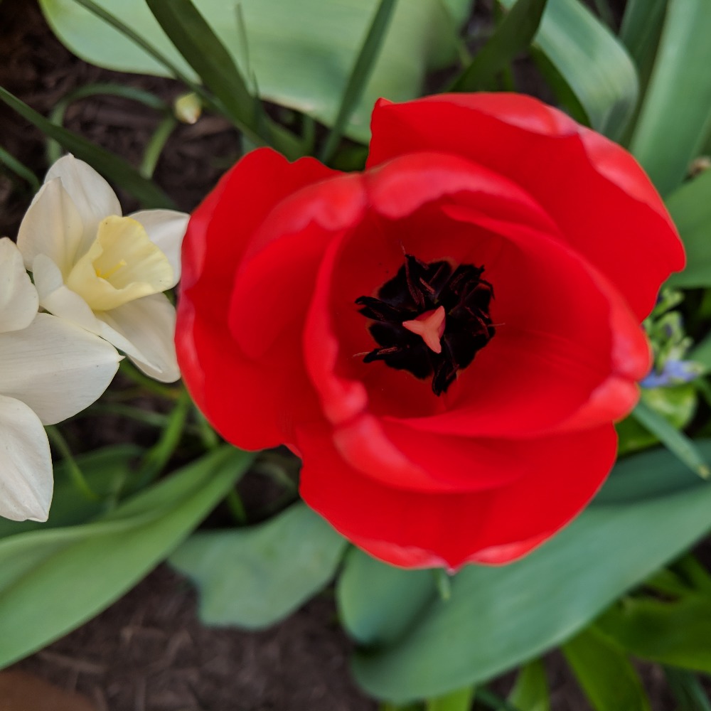 Meet your Posher, America